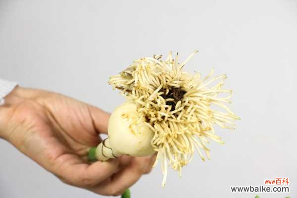 水仙适合放在室内吗