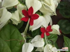 龙吐珠花有毒吗，能养在室内吗？