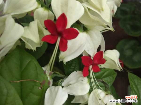 龙吐珠花有毒吗,能养在室内吗?