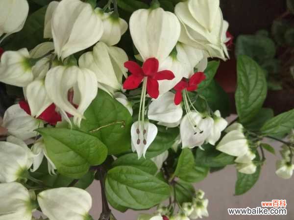 龙吐珠花有毒吗,能养在室内吗?