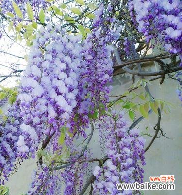 紫藤花的象征意义是什么？紫藤在文化中代表了哪些寓意？