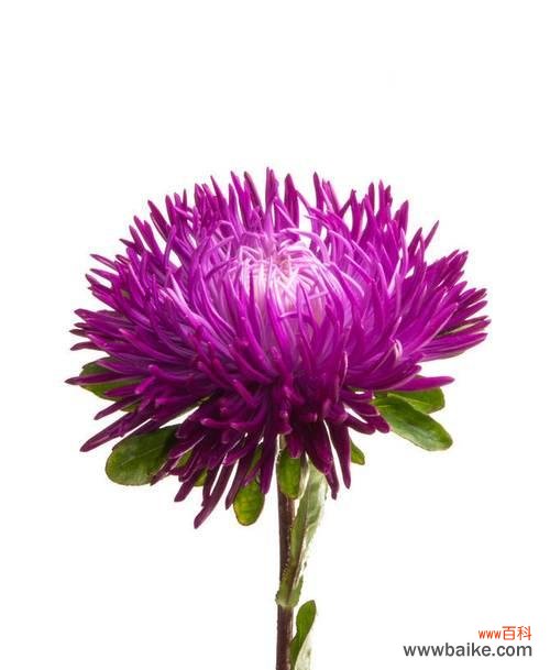 紫菀花的花语是什么?如何用紫菀花表达情感?