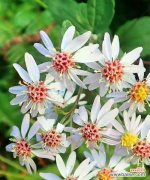 紫菀花的花语是什么？如何用紫菀花表达情感？