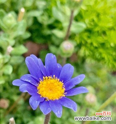 紫菀花的花语是什么?如何用紫菀花表达情感?