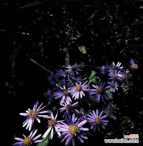 紫菀花语是什么？紫菀的传说有哪些？