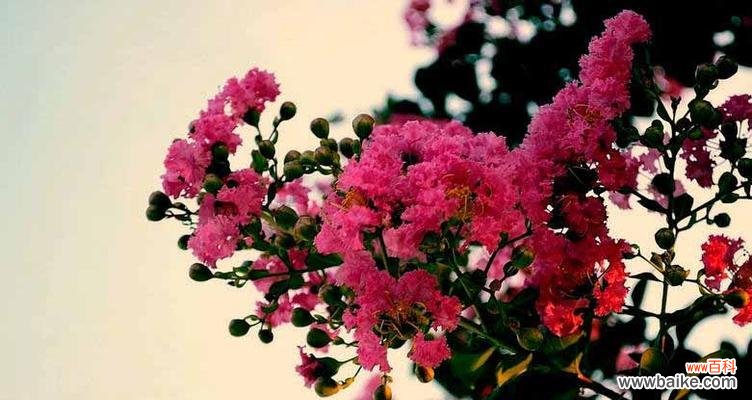 紫薇花花语是什么?了解紫薇花的象征意义和文化背景?