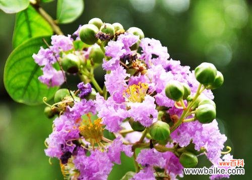 紫薇花花语是什么?了解紫薇花的象征意义和文化背景?