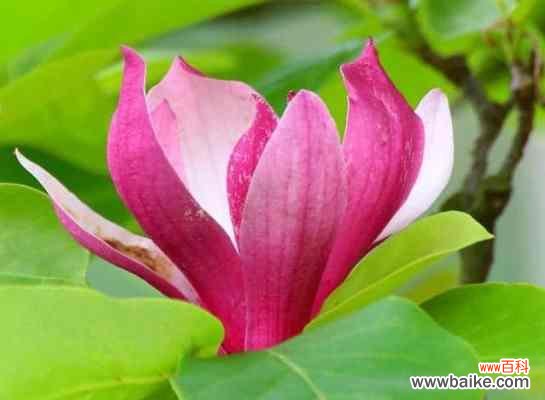 紫玉兰花的花语是什么？如何用紫玉兰花表达爱意？