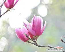 紫玉兰花的花语是什么？如何用紫玉兰花表达爱意？