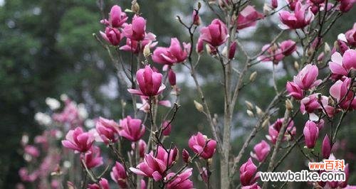 紫玉兰花象征着什么？它的寓意有哪些？