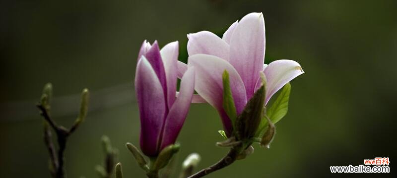 紫玉兰花象征着什么？它的寓意有哪些？