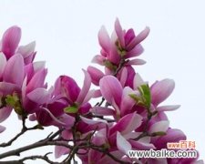 紫玉兰花语是什么？如何用紫玉兰表达爱意？