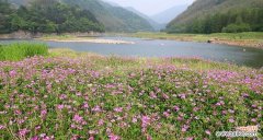 紫云英的花语是什么？如何用紫云英表达爱意？