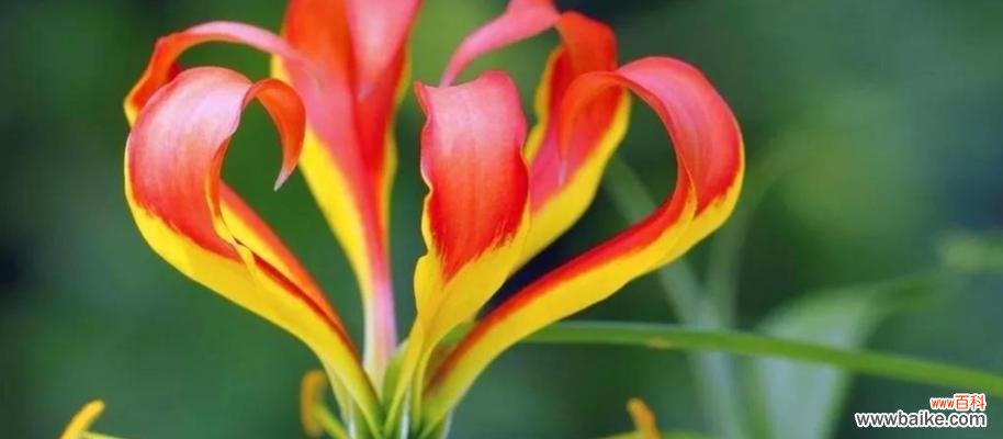 紫云英的花语是什么？如何用紫云英表达爱意？