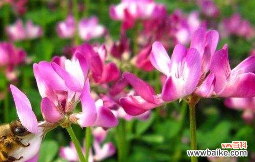 紫云英的花语是什么？如何用紫云英表达爱意？