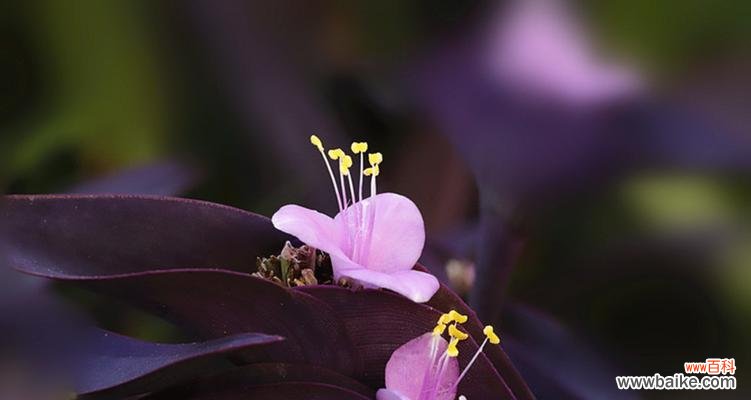 紫竹梅代表什么寓意?紫竹梅的象征意义有哪些?