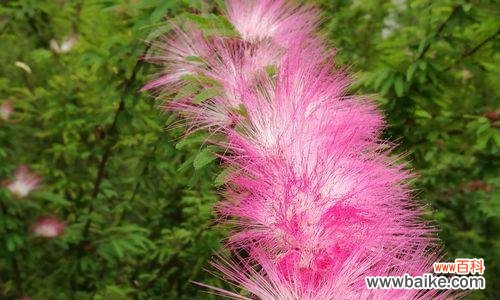 嘴唇花花语是什么意思?如何解读其独特含义?