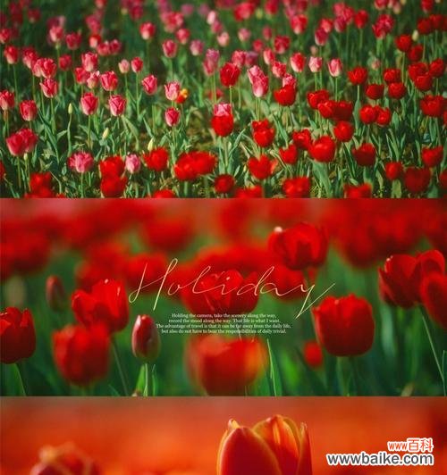 最唯美的花语是什么花?揭秘那些花儿背后的浪漫含义?