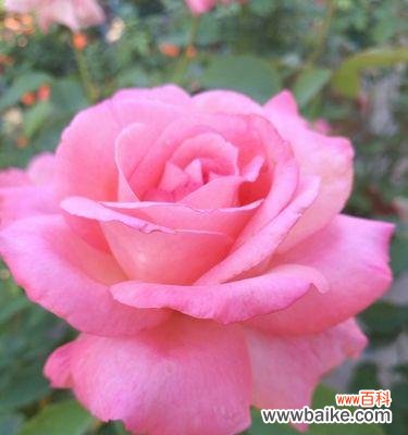 最唯美的花语是什么花?揭秘那些花儿背后的浪漫含义?