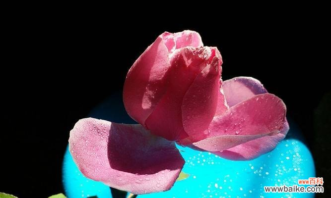 最唯美的花语是什么花?揭秘那些花儿背后的浪漫含义?