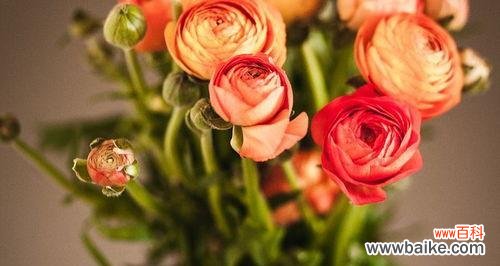 最能代表友情的花有哪些?你知道几种?