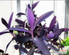 紫竹梅花语是什么？紫竹梅的象征意义有哪些？