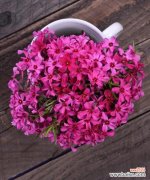 最浪漫的花语是什么？10种花卉代表的深情含义解析