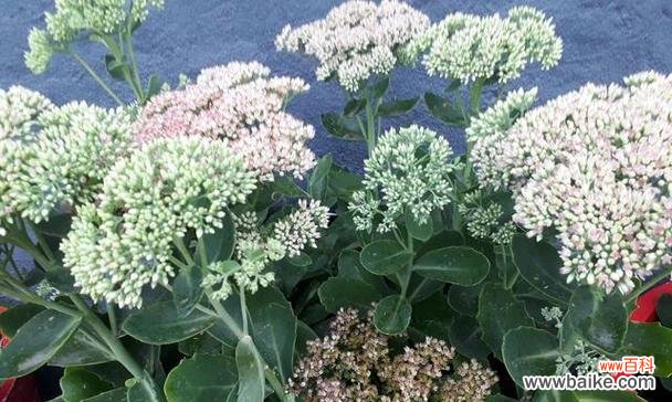 八宝景天花语有哪些含义？