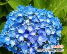 八仙花花语花意是什么？八仙花的寓意有哪些常见问题？