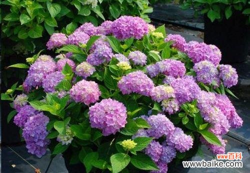 八仙花花语花意是什么?八仙花的寓意有哪些常见问题?