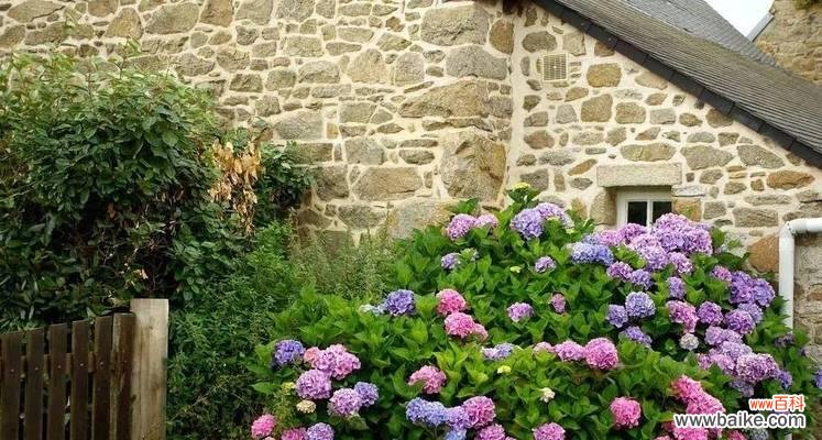 八仙花花语花意是什么?八仙花的寓意有哪些常见问题?