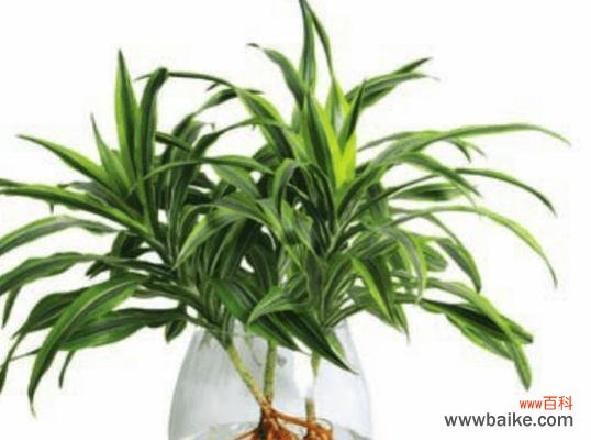 巴西美人铁的花语是什么？如何正确解读其含义？