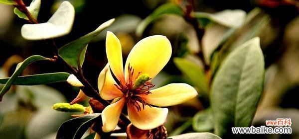 巴西美人铁的花语是什么？如何正确解读其含义？