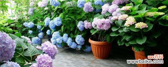 绣球用浅盆还是深盆