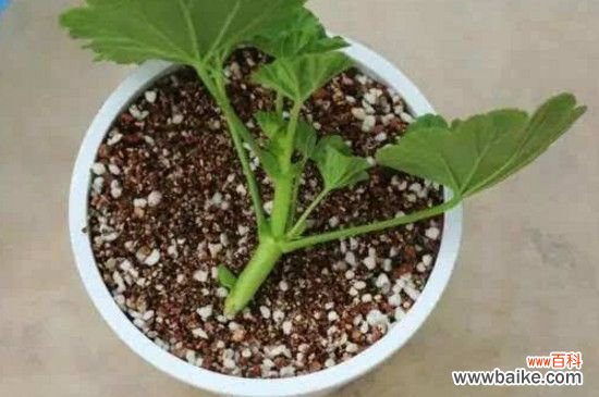 绣球扦插多久生根