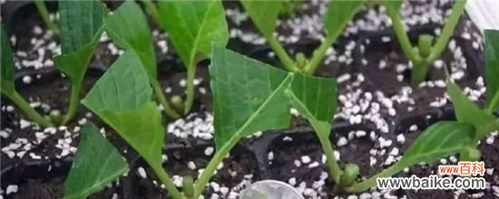 绣球扦插多久生根