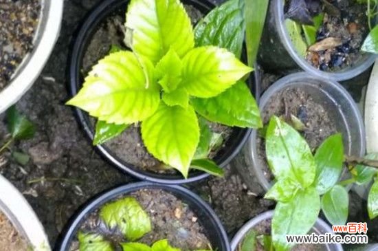 绣球扦插多久生根