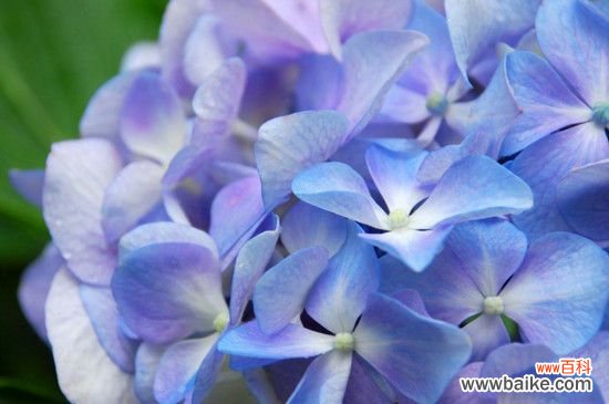 圆锥绣球一年开花几次？