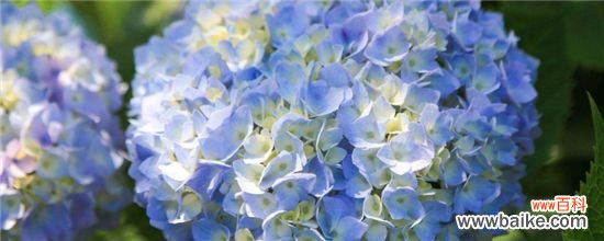 圆锥绣球一年开花几次？