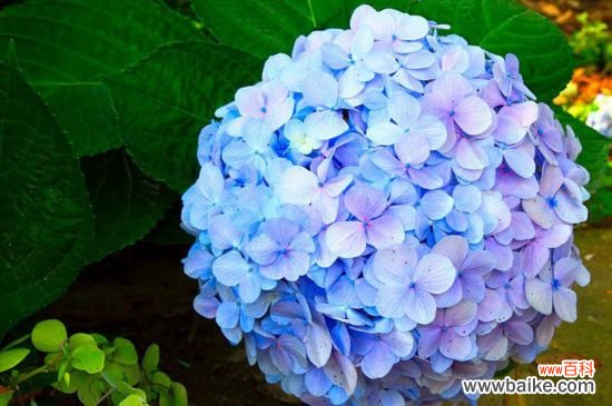 圆锥绣球一年开花几次？