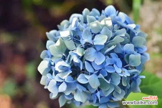 圆锥绣球一年开花几次？