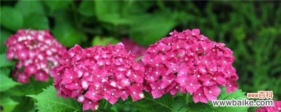 绣球花败了之后怎么剪