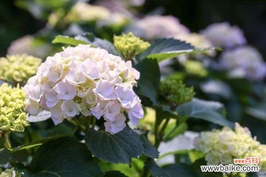 绣球花是常青的吗？绣球花是常青植物