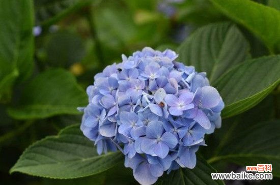 绣球花是常青的吗？绣球花是常青植物