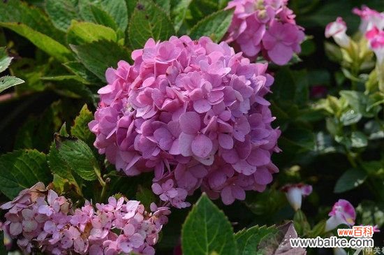 绣球花是常青的吗？绣球花是常青植物