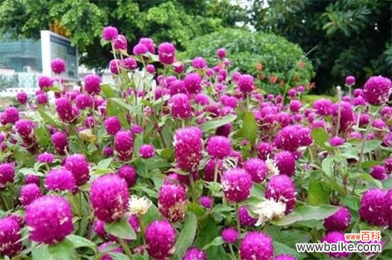 千日红是什么花？火球花叶片有白色长柔毛