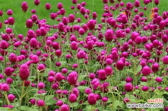 千日红是什么花？火球花叶片有白色长柔毛