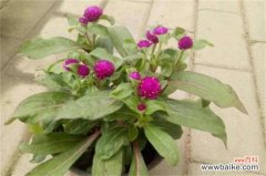 千日红是什么花？火球花叶片有白色长柔毛