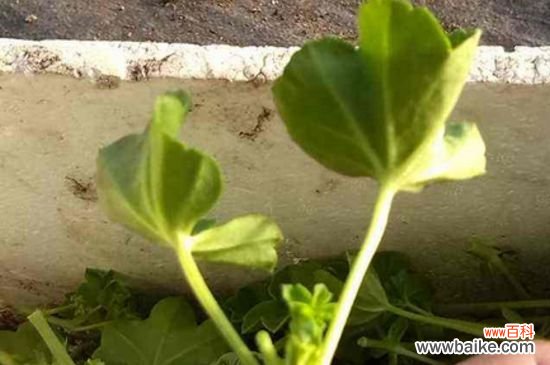 天竺葵扦插要生根粉吗