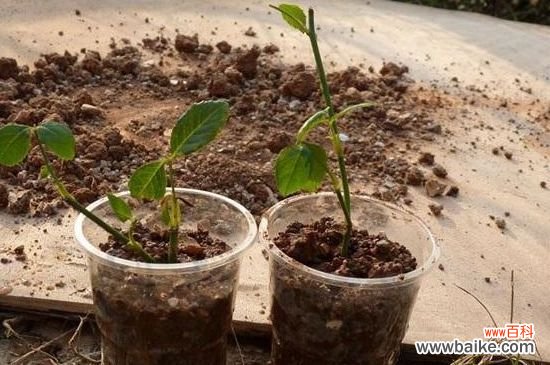 天竺葵扦插怎样生根快?天竺葵扦插生根快的方法